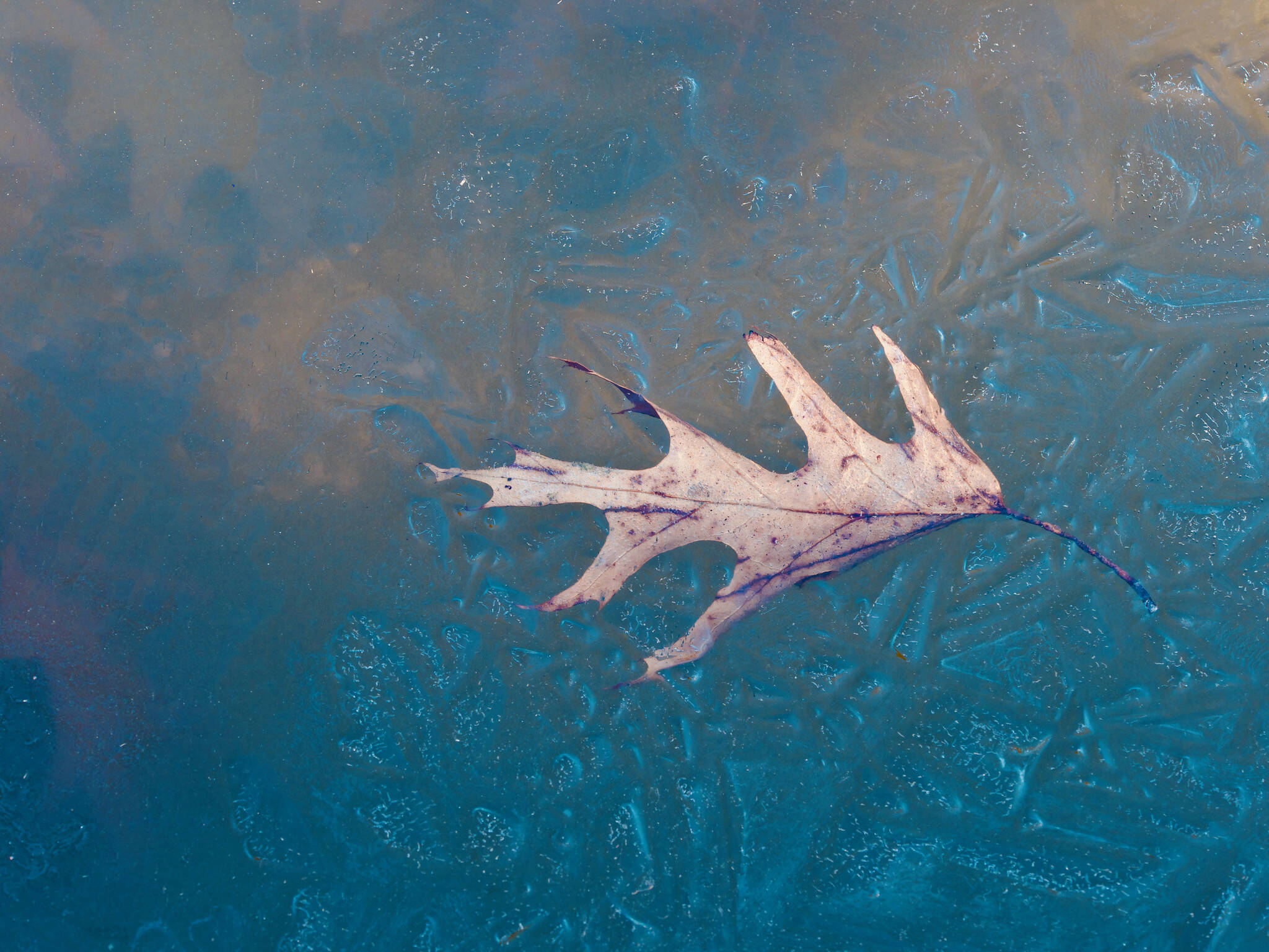 An oak leaf on ice photographed at Constitution Gardens. (deckerme)