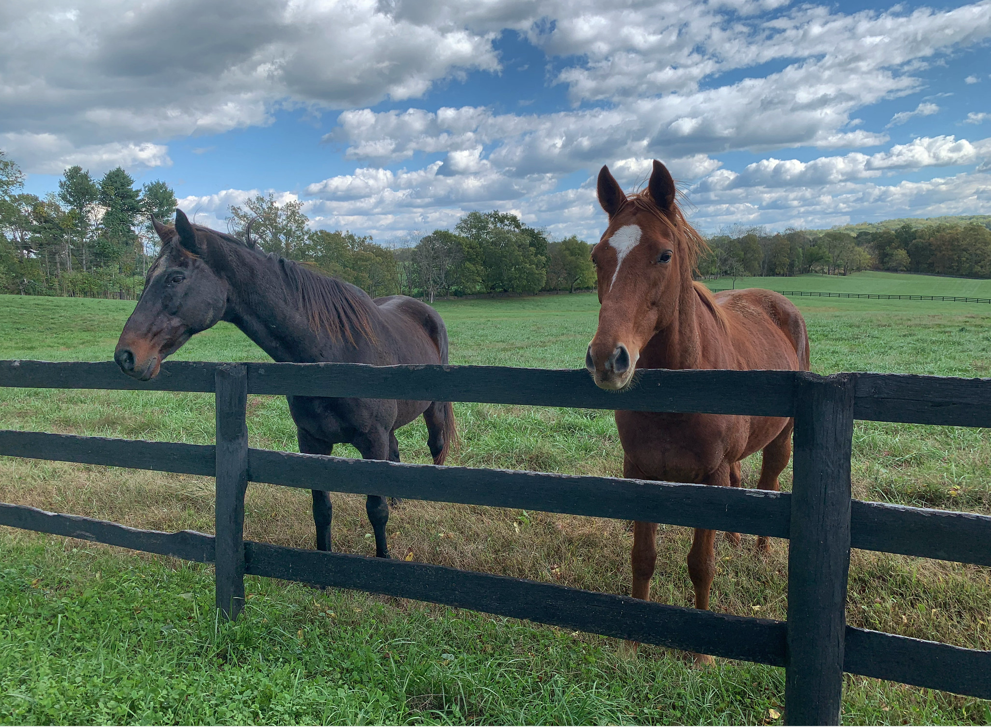 Horses stand in a pasture near Middleburg, Va.
