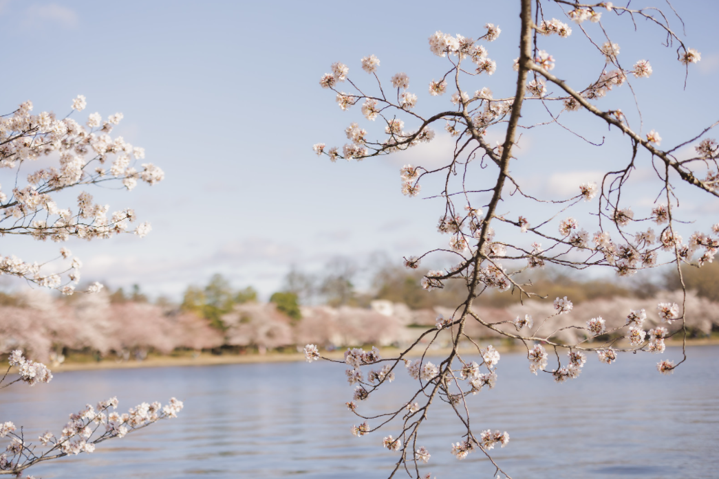 Cherry blossoms begin to bloom at the Tidal Basin Sunday. (David Enzel)