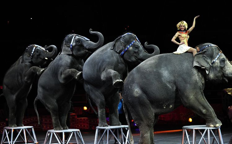 Ringling Bros. and Barnum &amp; Bailey circus elephants&nbsp;in New York&nbsp;(Emmanuel Dunand/Getty)</p>  