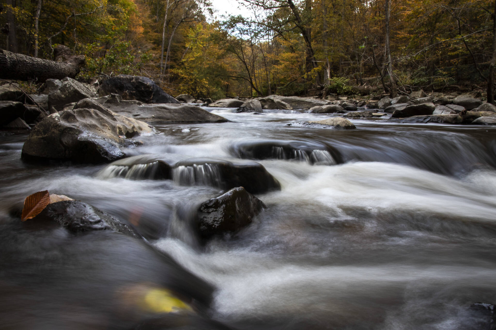 An autumn day in Rock Creek Park, November 3 (Diane Krauthamer/ www.CWG.news/Photos/Flickr)