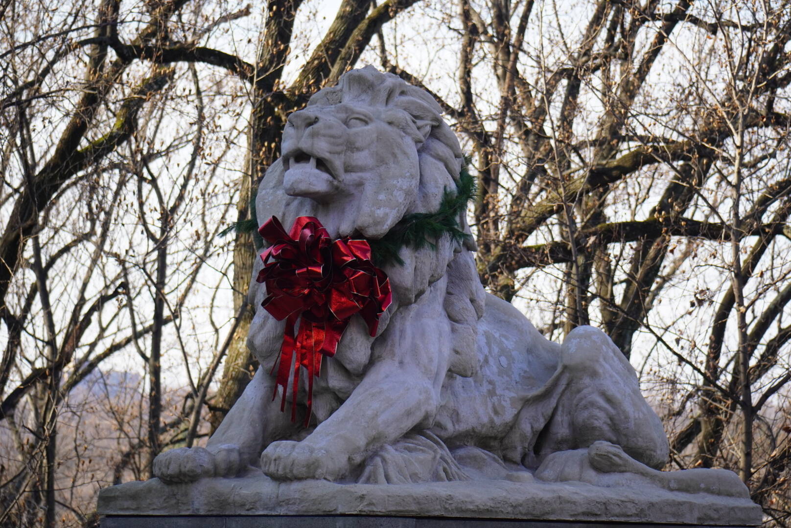 Holiday finery on Taft Bridge lion Thursday afternoon in D.C.