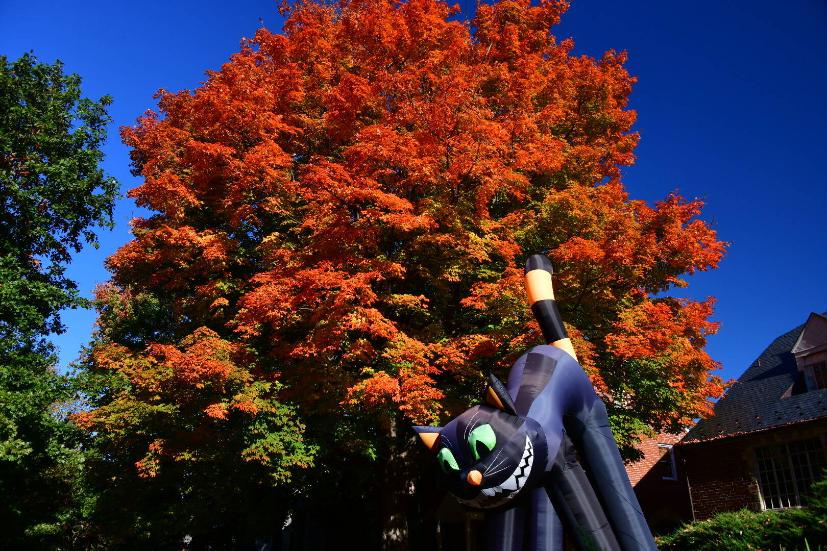 Ready for Halloween on Massachusetts Avenue NW. (angela n./Flickr)