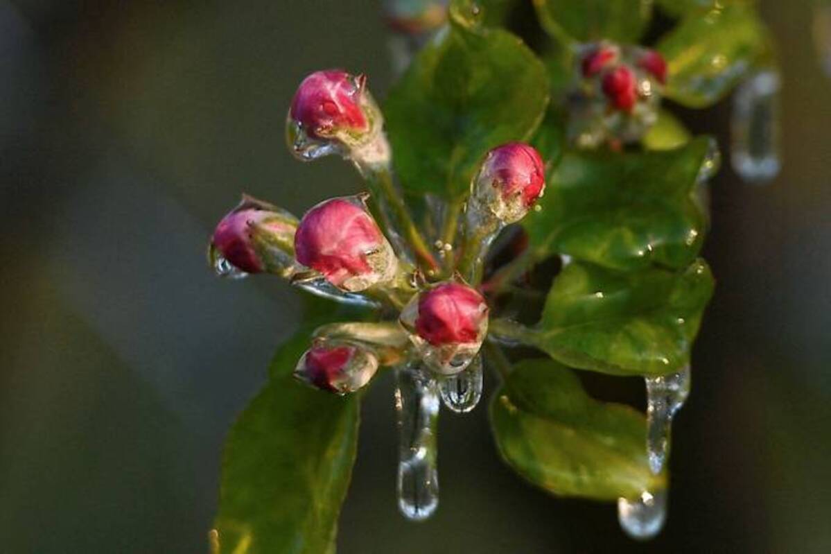 Buds on a tree are enclosed in ice. (Valentine Chapuis/AFP/Getty Images)