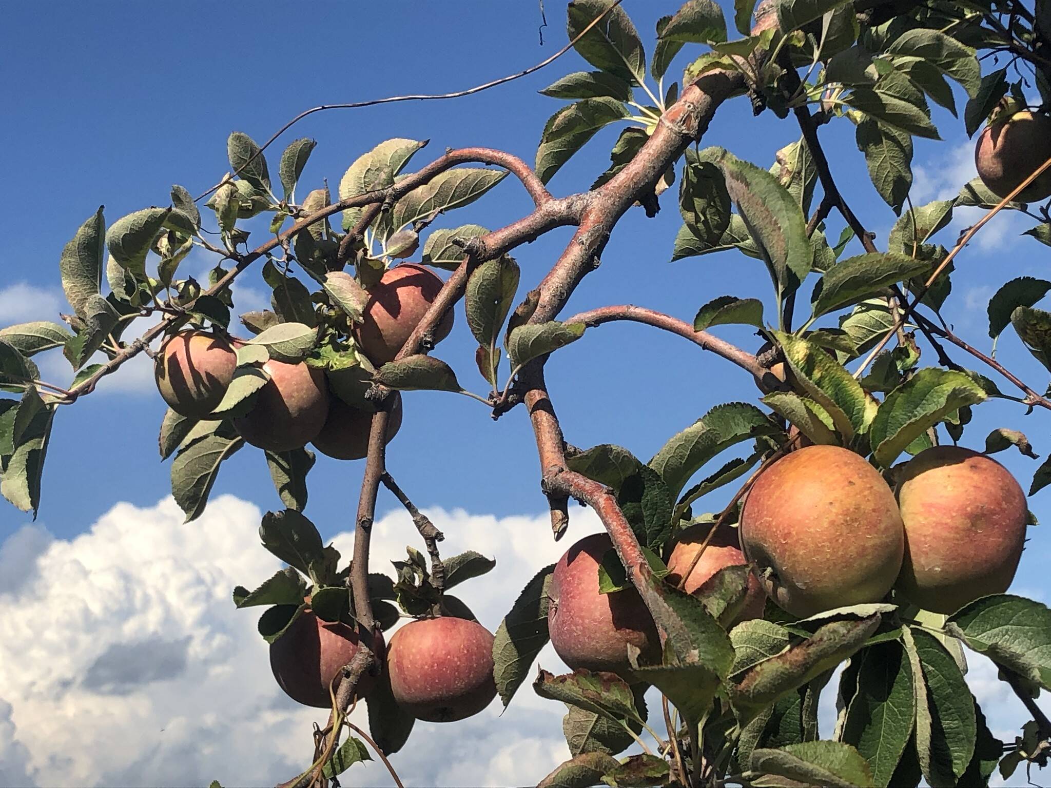 Afternoon in autumn with skies clearing, and apples nearly ready for harvest in Montgomery County, Md.