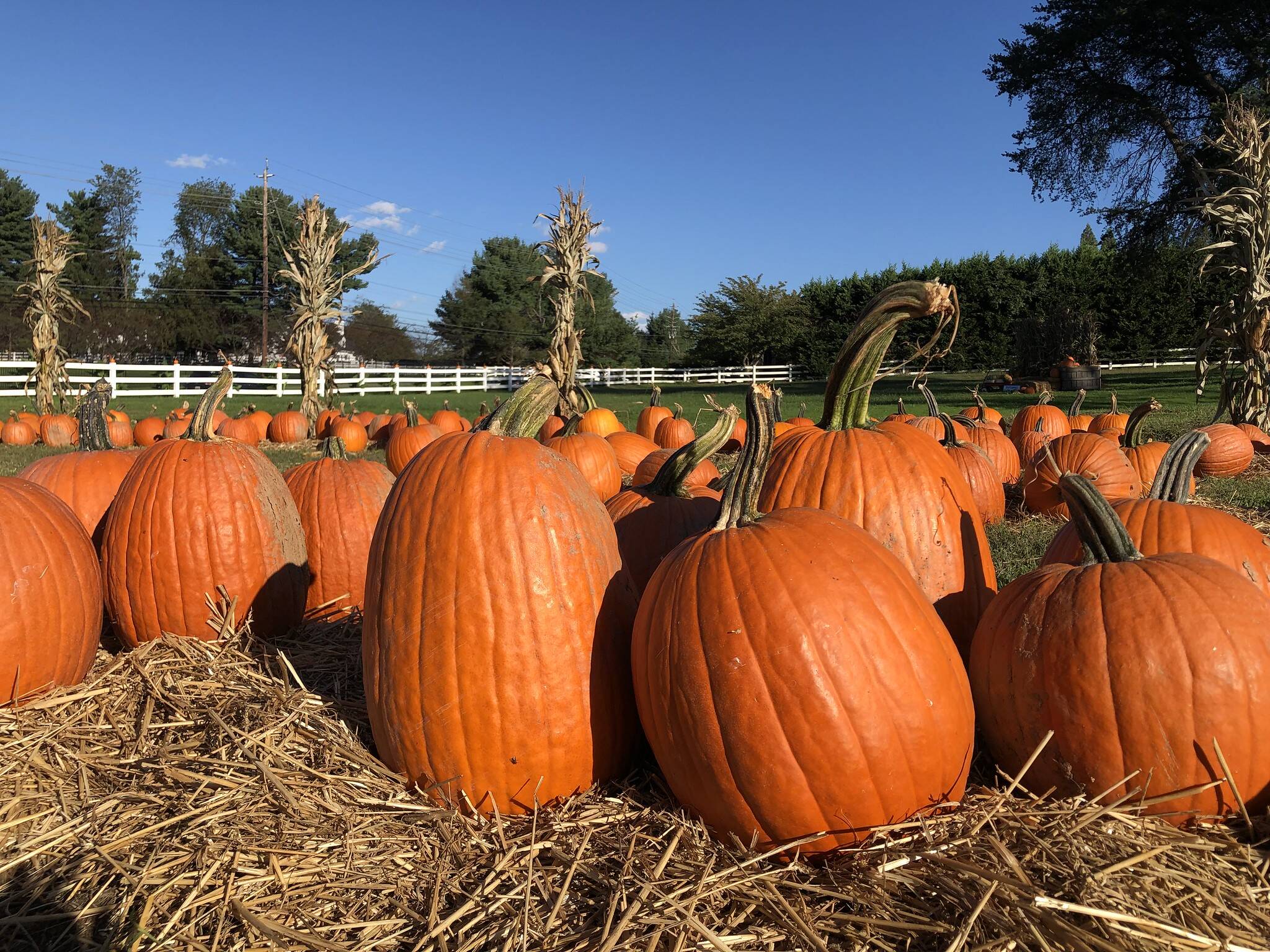 Sunshine and blue skies on Sunday over a pumpkin patch in Potomac. (Jeannie in D.C./Flickr)