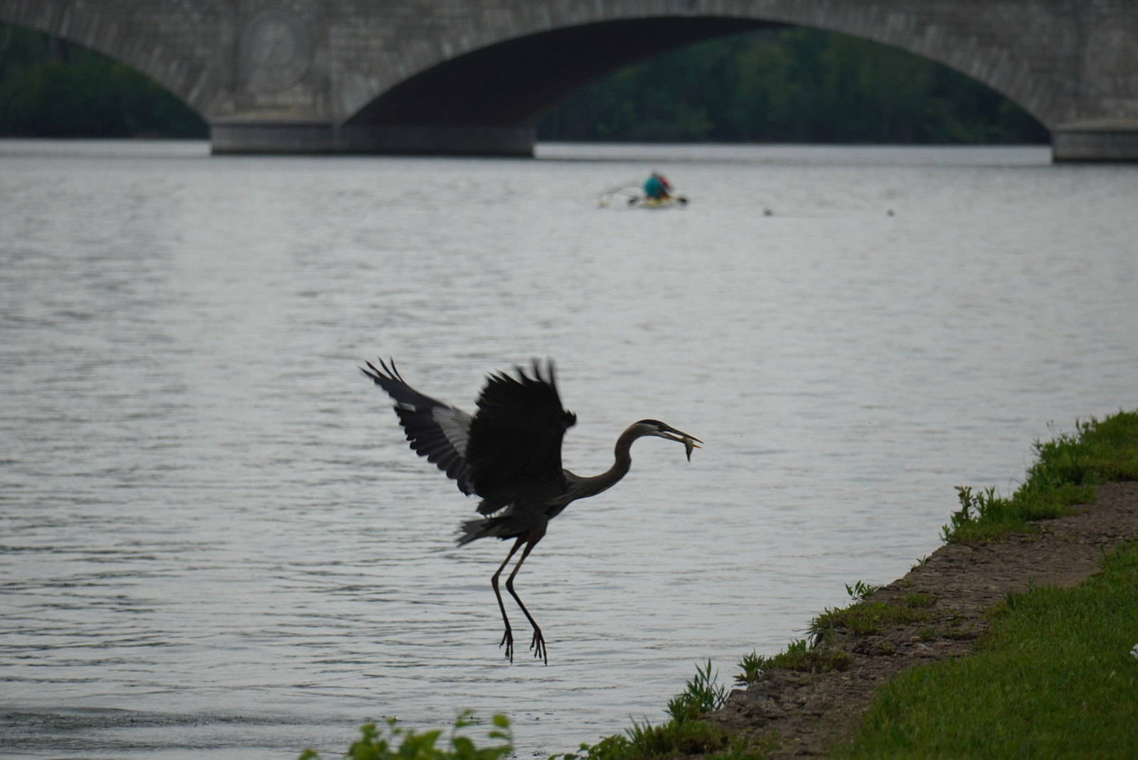 Mostly cloudy skies Sunday morning as a great blue heron returns to shore with fish caught in the Potomac near Memorial Bridge. (Jeannie in D.C./Flickr)