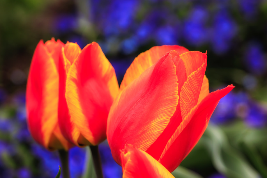 Tulips at the Smithsonian on Sunday. (David Enzel)