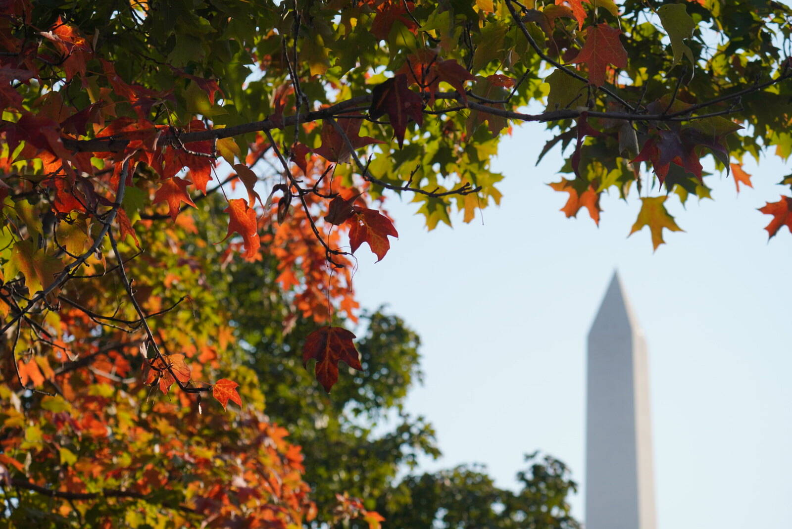 Fall colors on the Mall on Sunday morning.