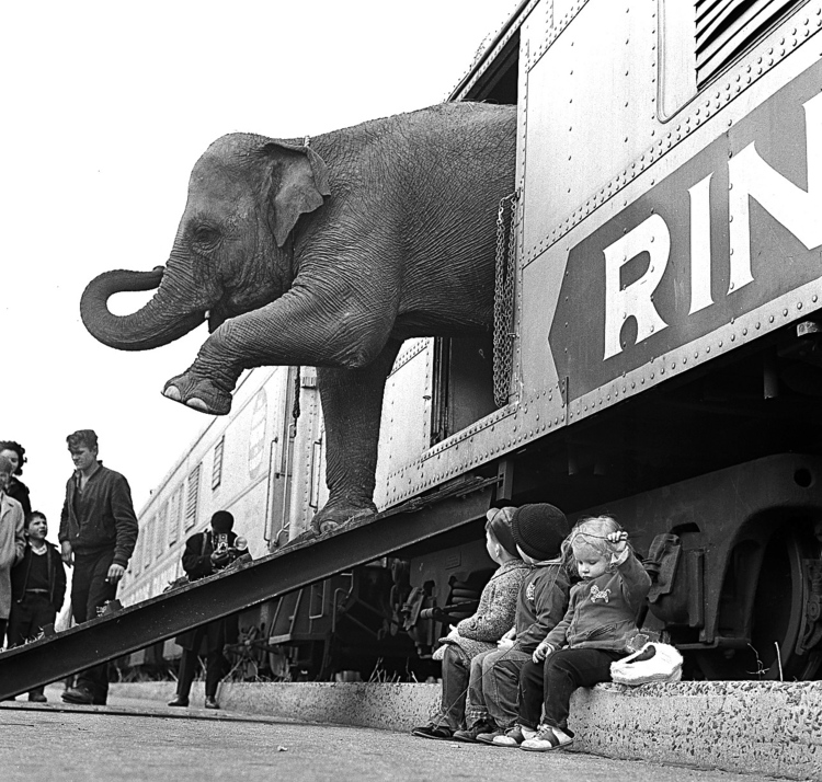 A Ringling Bros. Circus elephant walks out of a train car in 1963 in the Bronx railroad yard. Now the circus is over. (AP)</p>