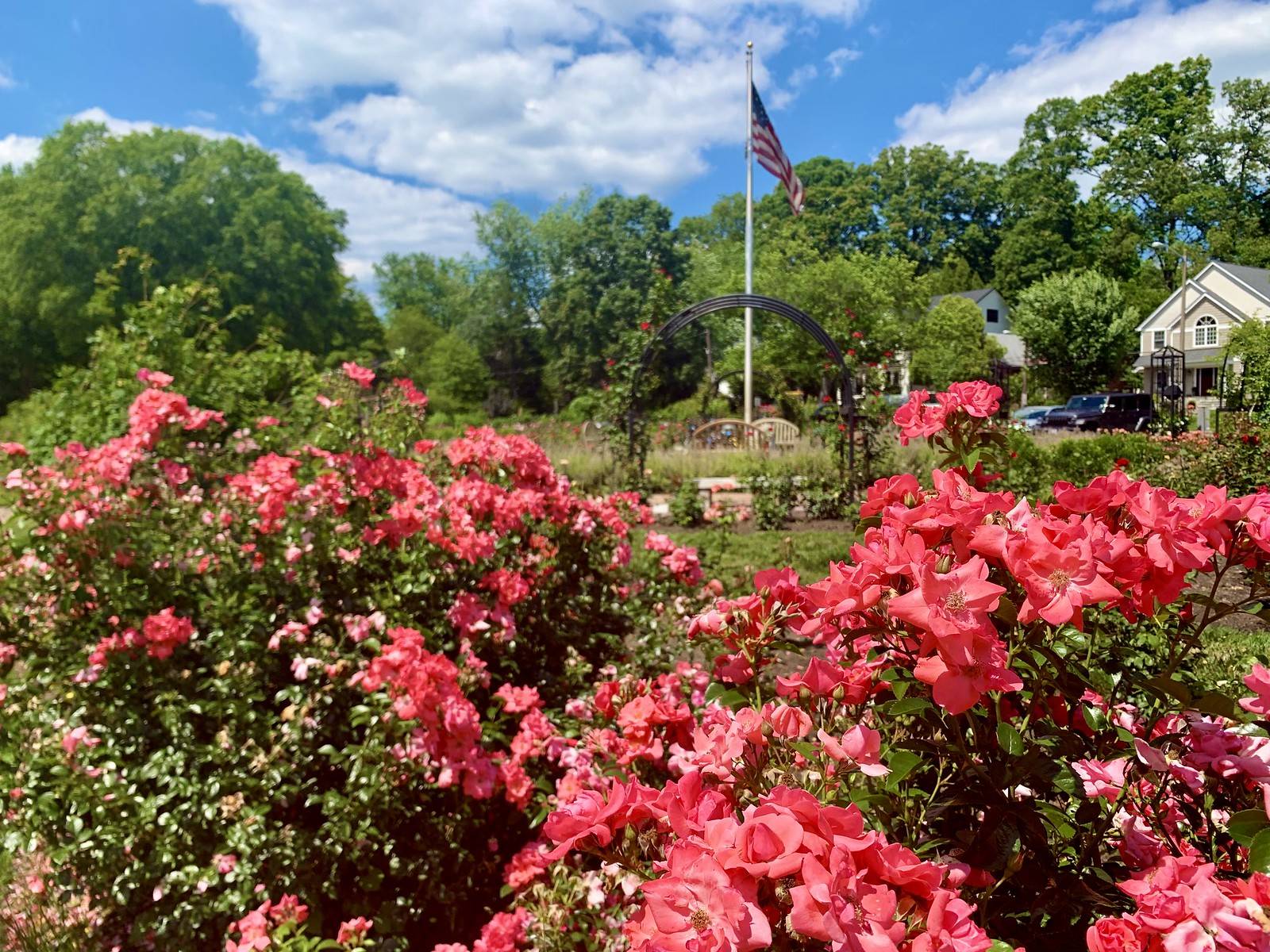 Roses in bloom at Arlington's Bon Air Park. (Tom Mockler/Flickr)