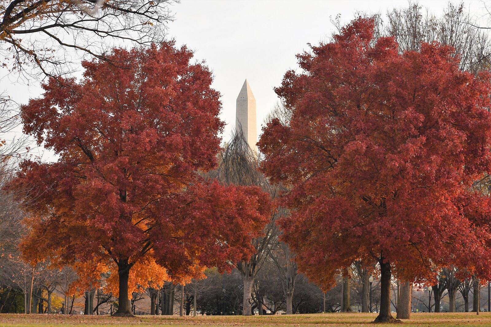 The last colors of fall hanging on near the Washington Monument. (George Jiang/Flickr)