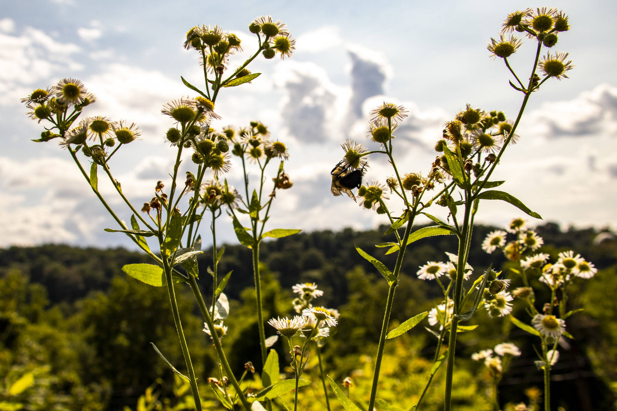 Flowers on the Potomac River in Georgetown.