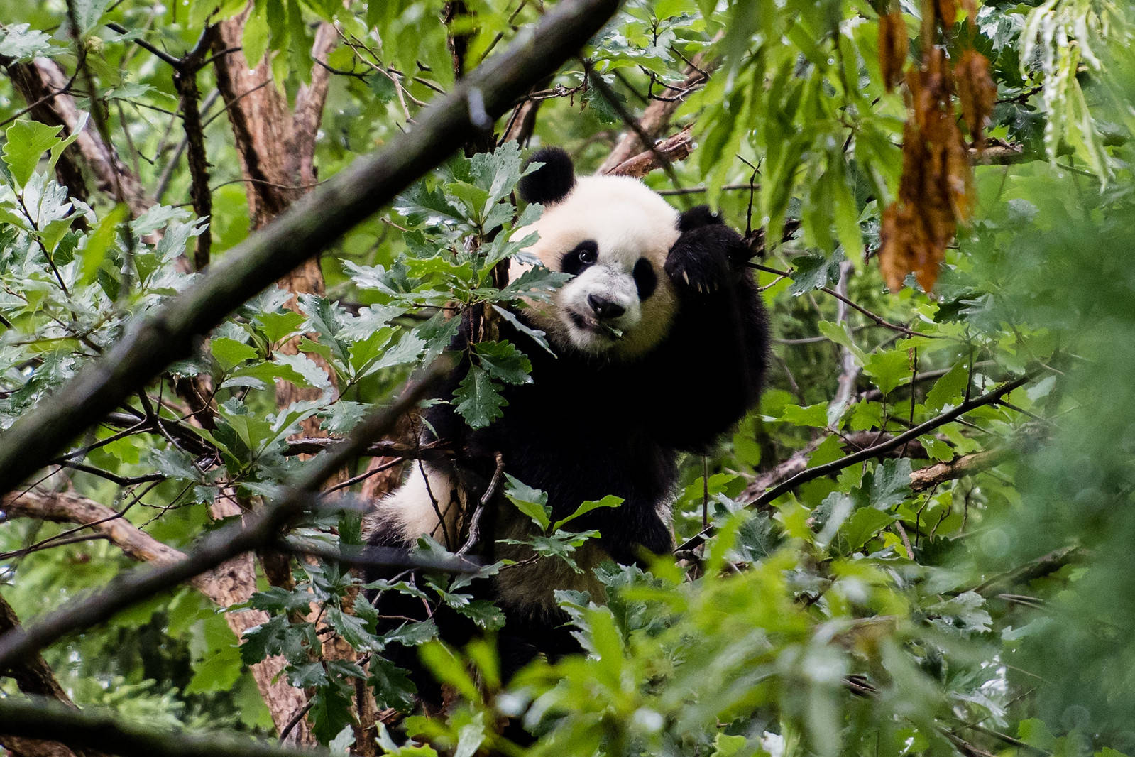 Xiao Qi Ji enjoying life in a tree. (angela n./Flickr)