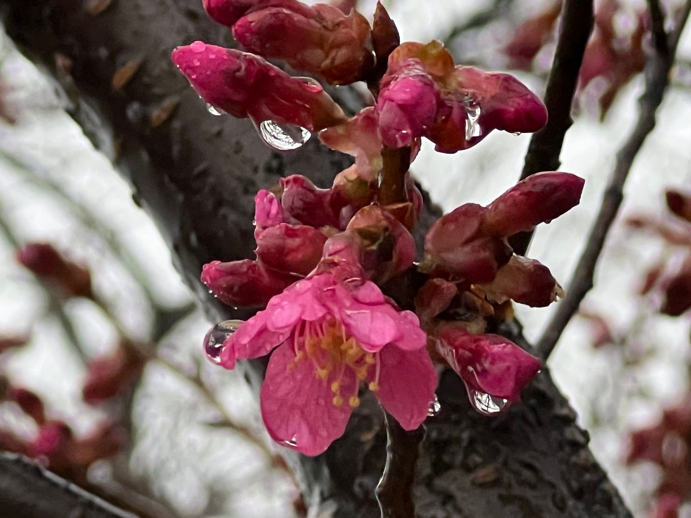 Raindrops on early blossoms in West Potomac Park in the District on Feb. 17. (Jeannie in D.C./Flickr)