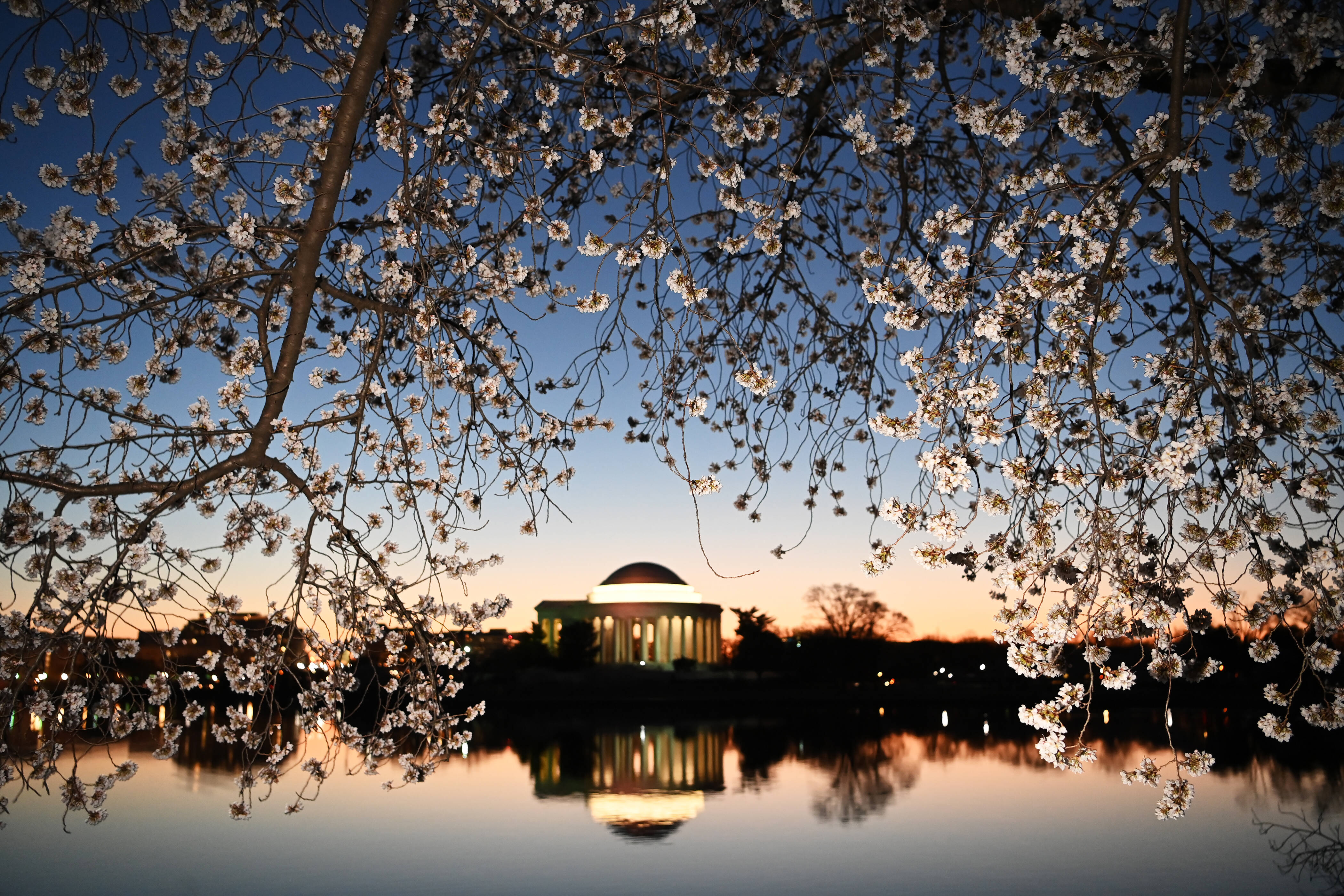 Cherry blossoms at the Tidal Basin on March 21. (Matt McClain/The Washington Post)