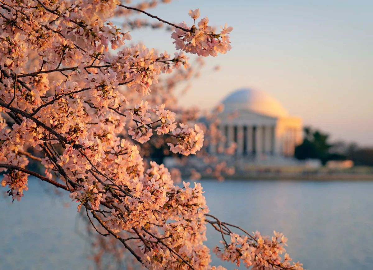 Cherry blossoms at the Tidal Basin in March 2022. (Kevin Ambrose for The Washington Post)