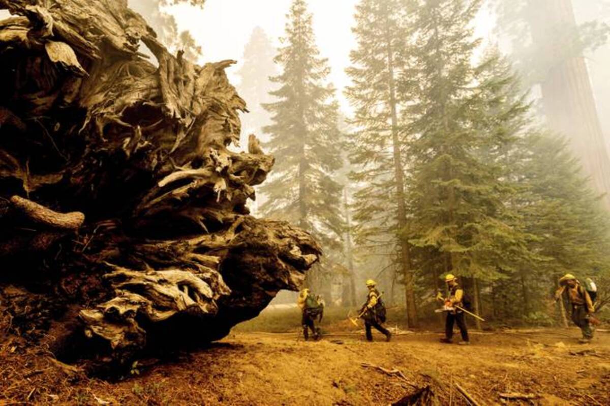 Firefighters battle the Windy Fire as it burns in the Trail of 100 Giants grove of Sequoia National Forest, Calif. (Noah Berger/AP)