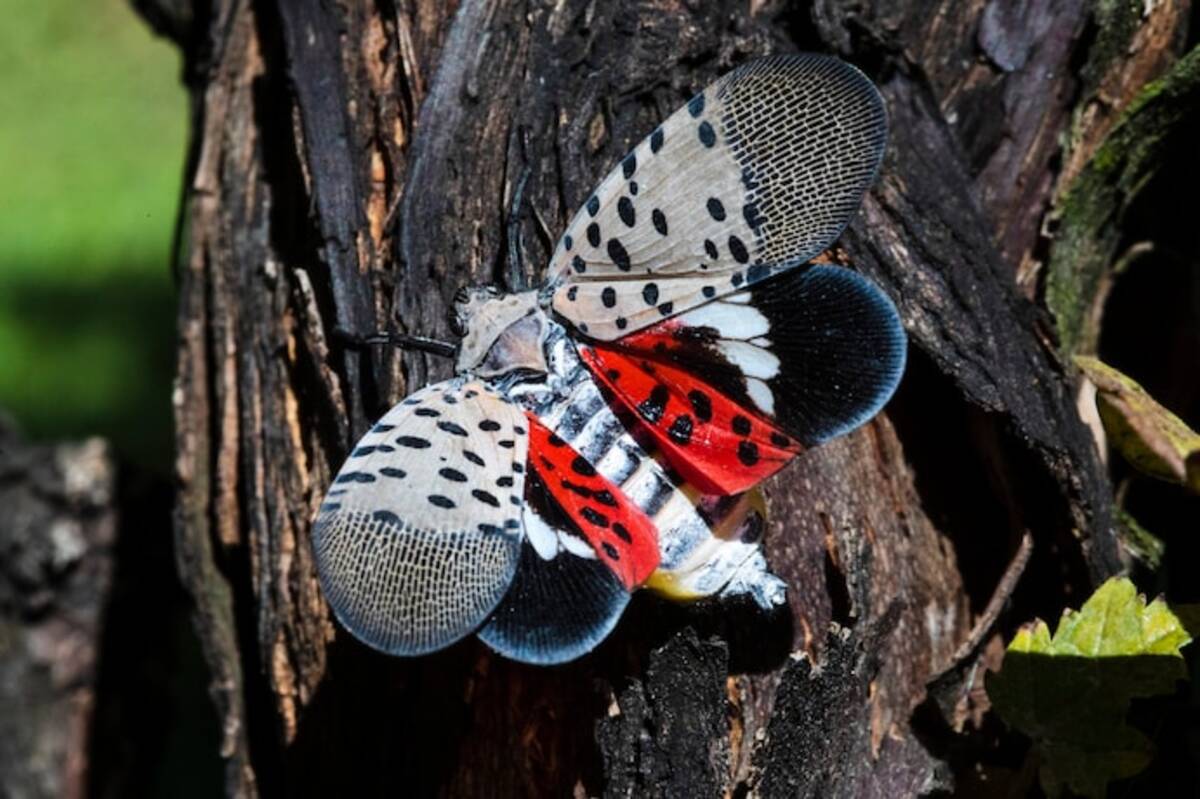 A spotted lanternfly, shown at a Pennsylvania vineyard, appeared in a boy's bug collection at the Kansas State Fair. The invasive insect, not previously known to be in Kansas, can damage trees and crops. (Matt Rourke/AP)