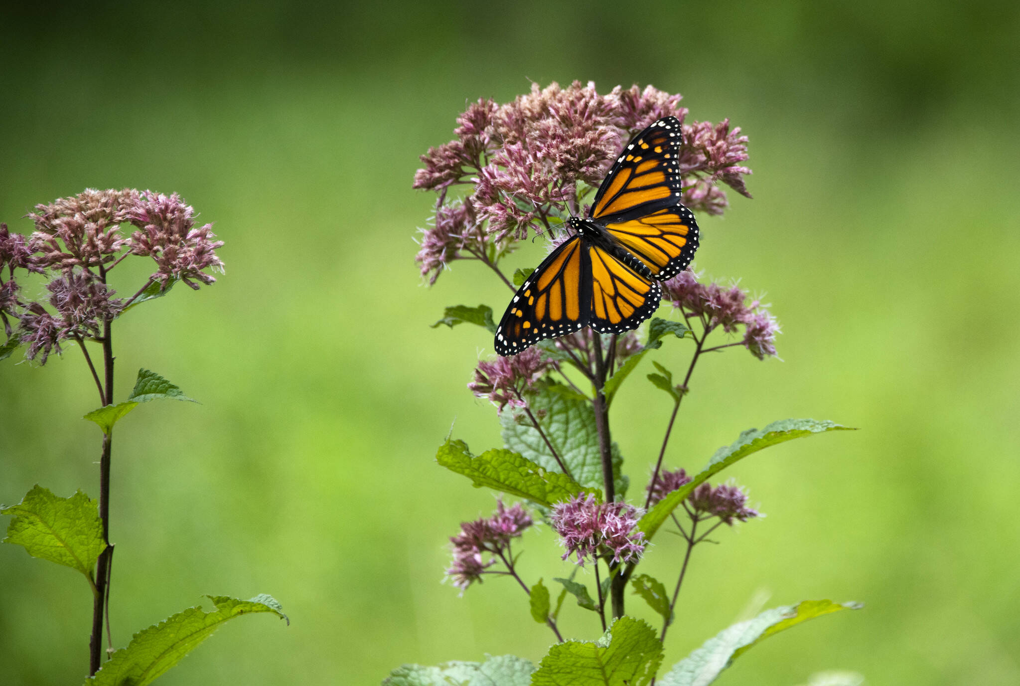 Monarch Butterfly on the Glenstone Nature Walk on Aug. 29.