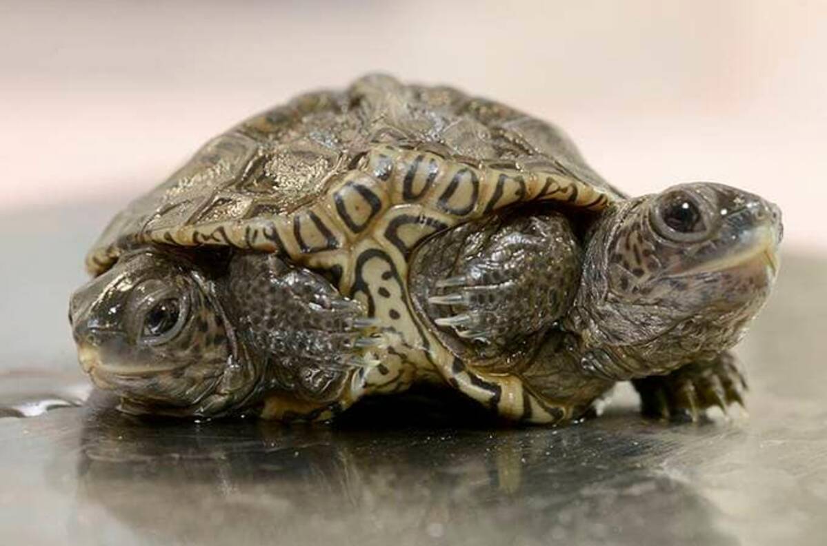 A two-headed diamondback terrapin is weighed at the Birdsey Cape Wildlife Center on Saturday, Oct. 9, 2021, in Barnstable, Mass., where the two-week old animal is being treated. (Steve Heaslip/Cape Cod Times via AP)