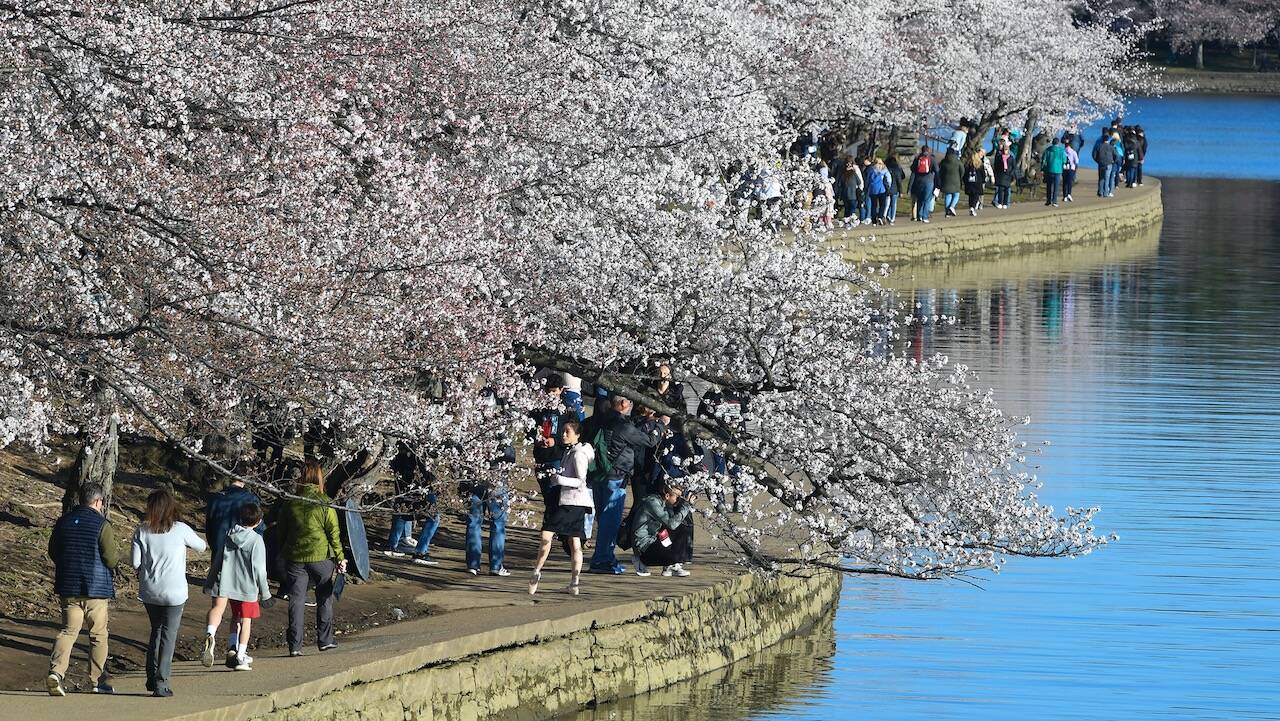 People walk along the Tidal Basin to view blooming cherry blossoms in Washington on March 21, 2022. (Photo by Matt McClain/The Washington Post)&nbsp;