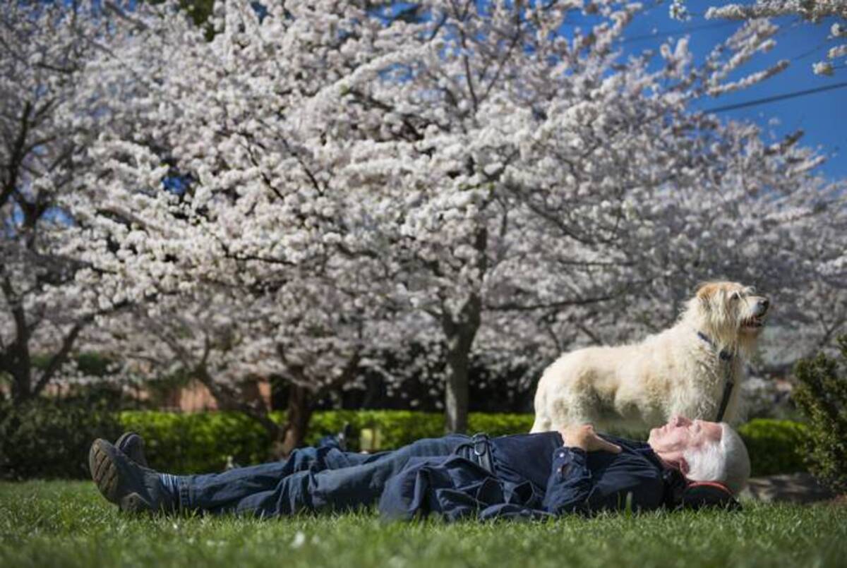 Maya, a labradoodle, stands watch as her owner, Clay Warren, takes a cat nap under the blossoming cherry trees March 29, 2016. (Linda Davidson/The Washington Post)