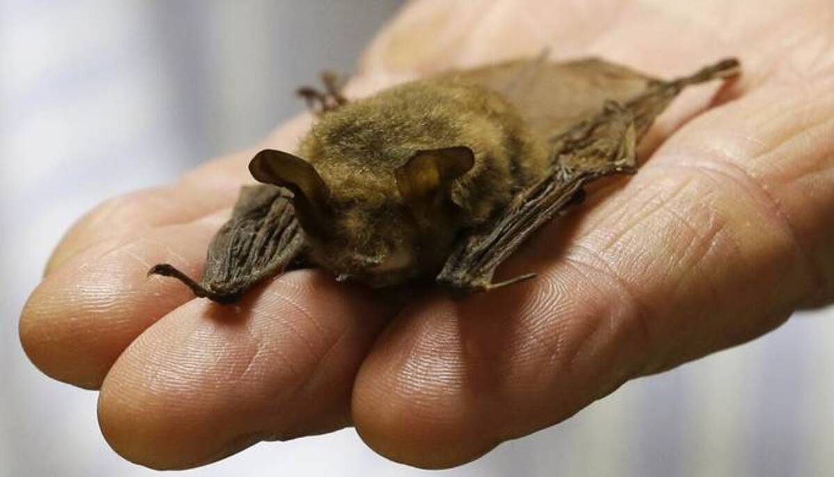 A northern long-eared bat at the Cleveland Museum of Natural History in 2017. (Tony Dejak/AP)&nbsp;