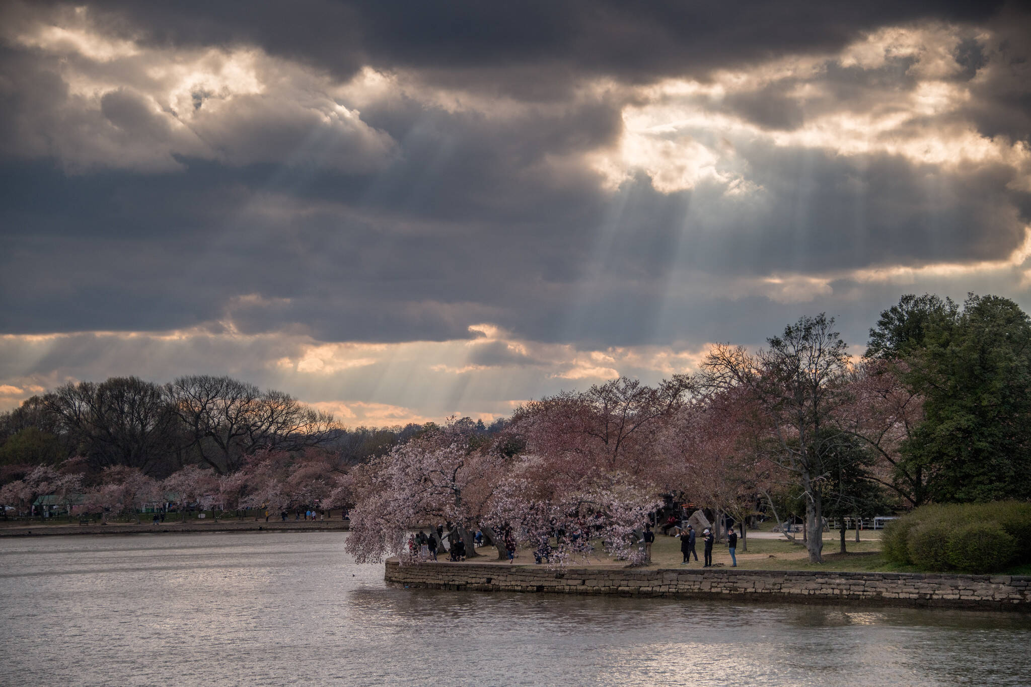 Some cherry blossoms remain at the Tidal Basin on Sunday. (angela n.)