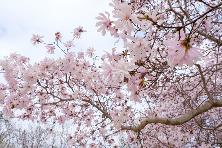 Star magnolias by the Air and Space Museum on Saturday. (ep_jhu/Flickr)