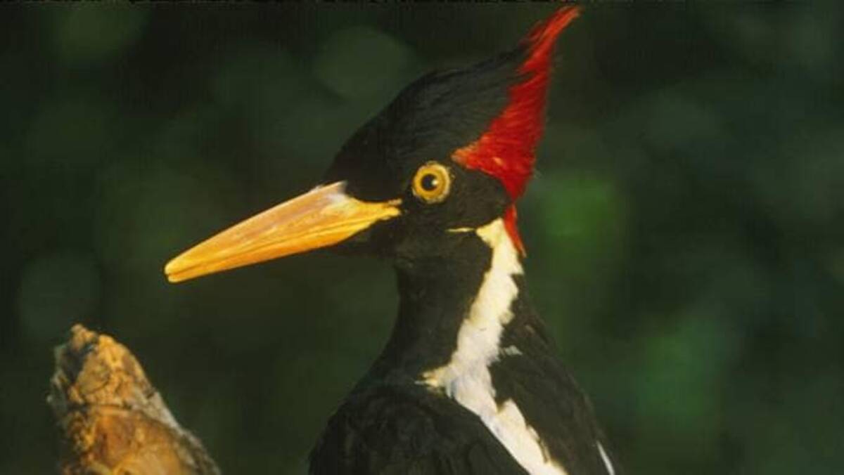 The ivory-billed woodpecker was last sighted in the 1980s in Louisiana. (Auscape/Universal Images Group via Getty Images)