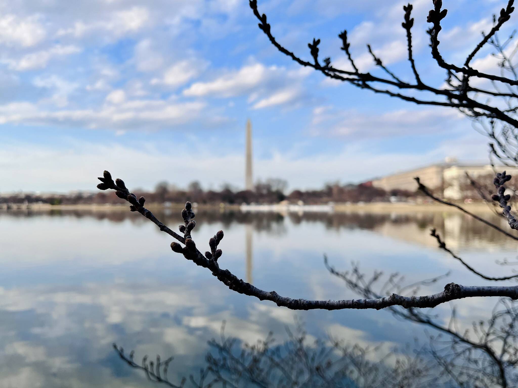 Cherry blossom buds and the Washington Monument on March 2. (Joe Flood/Flickr)