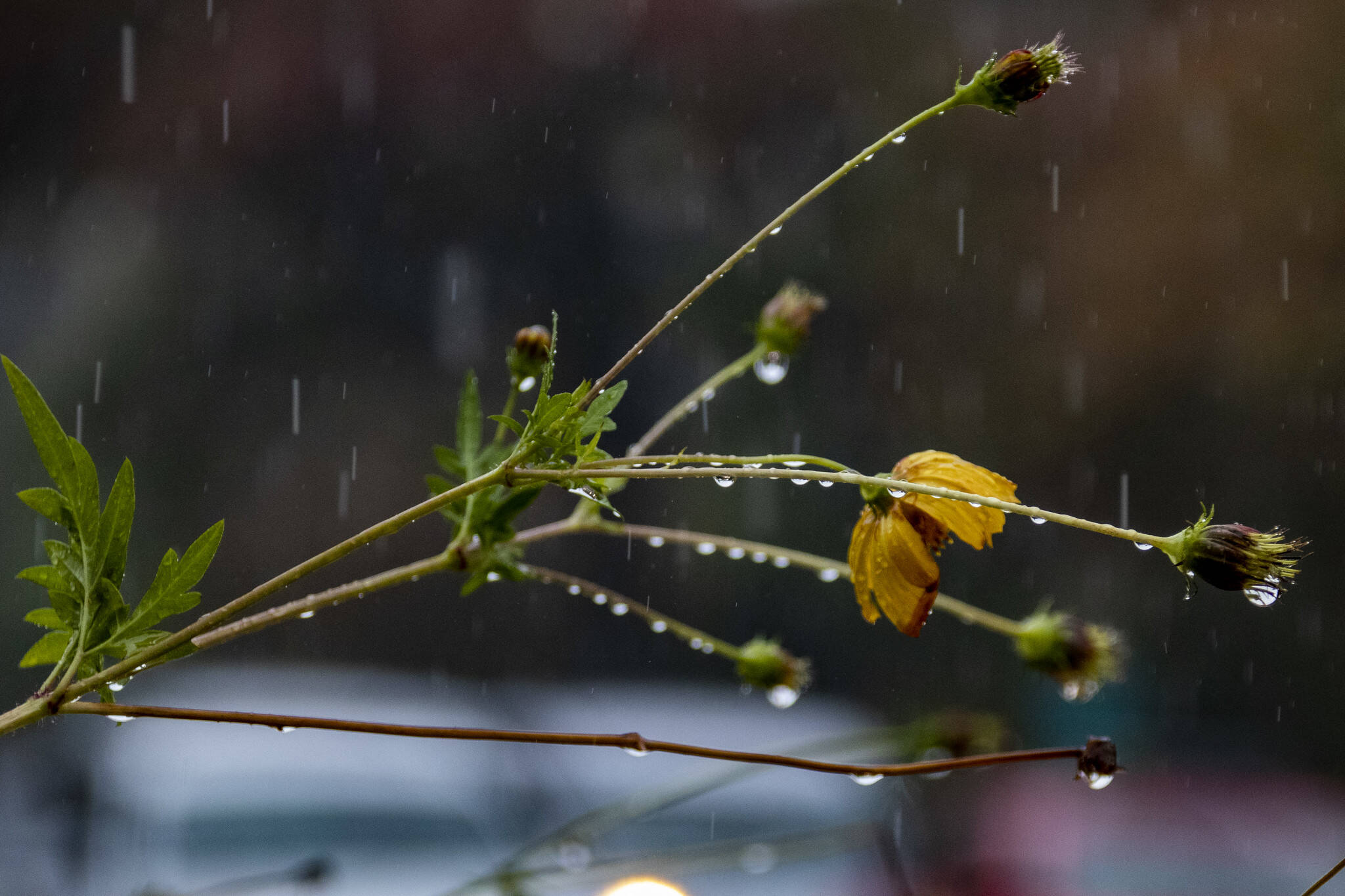 Rain pours on flowers along Connecticut Avenue on Oct. 29.
