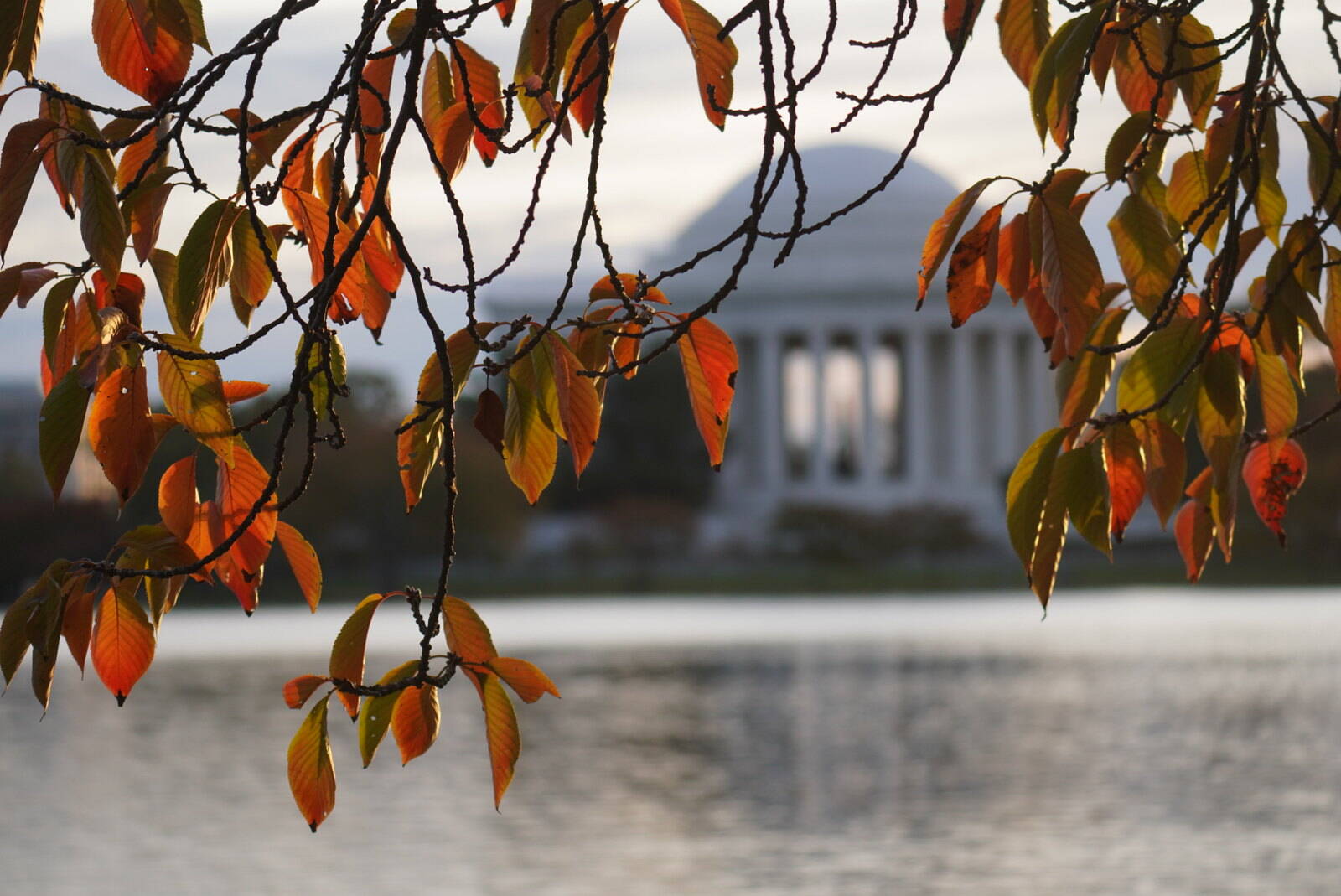 Cherry trees changing color on the Tidal Basin late this week. (Jeannie in D.C./Flickr)