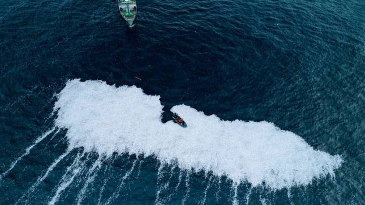 Dead fish in the Bay of Biscay off La Rochelle, France, on Feb. 3. (Sea Shepherd/AP)
