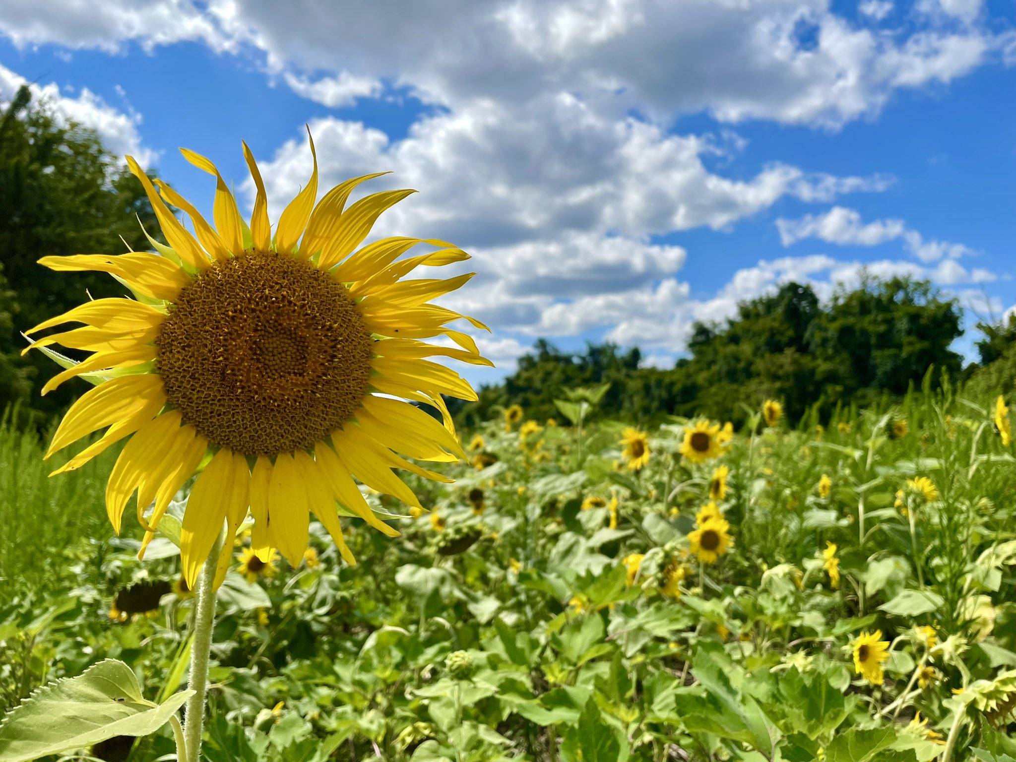 Sunshine and sunflowers yesterday in Poolesville, Md. (C on the scene/Twitter)