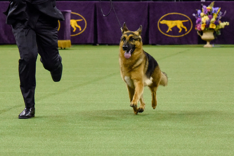 Rumor wins the Westminster Kennel Club Dog Show in New York City last night. (Stephanie Keith/Reuters)</p>  