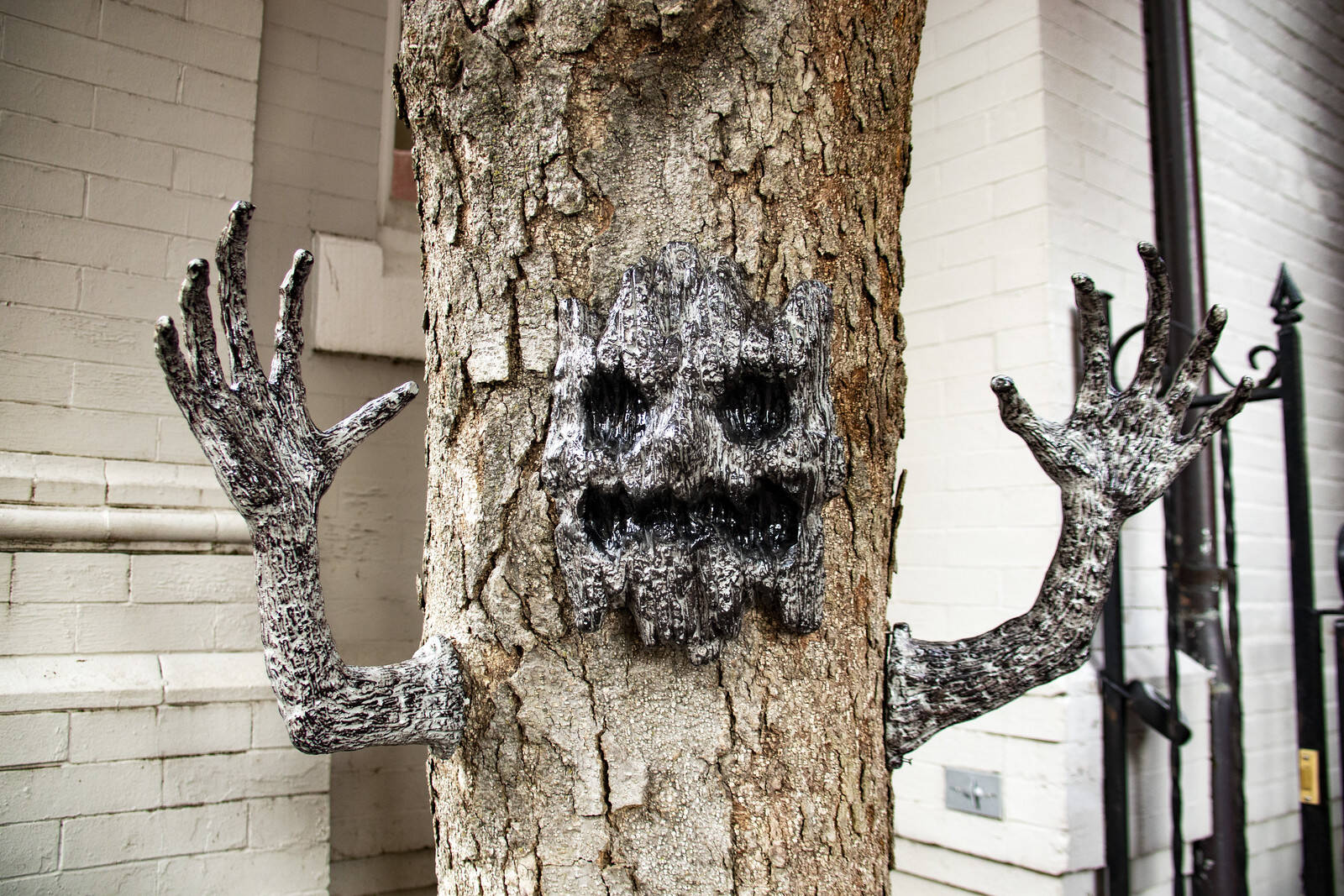 A spooky tree in Georgetown. (Diane Krauthamer/Flickr)