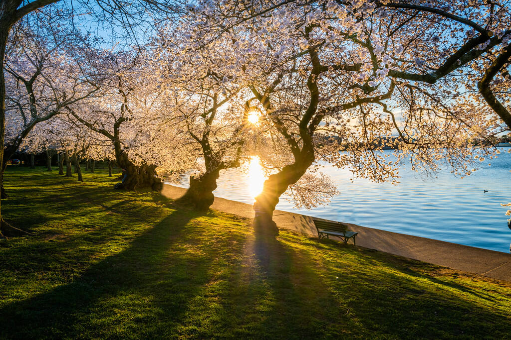 Sunshine lighting up the cherry blossoms on Sunday in D.C. (dcsplicer/Flickr) (dcsplicer)