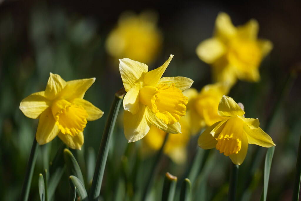 Daffodils in bloom near the Smithsonian Castle. (Jeannie In D.C./Flickr)