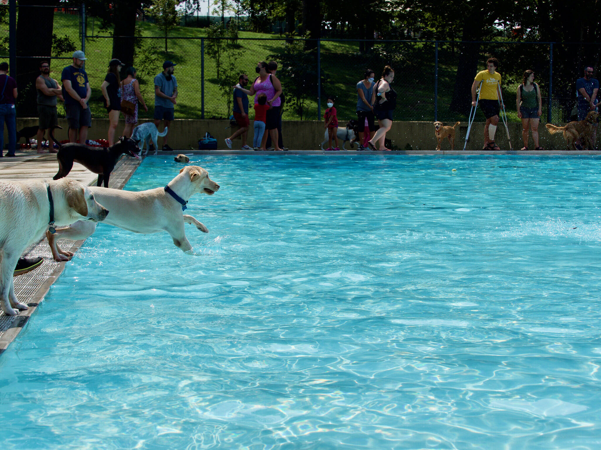 Dogs enjoy a dip in the water at Upshur Pool in the District on Sunday. (deckerme/Flickr)