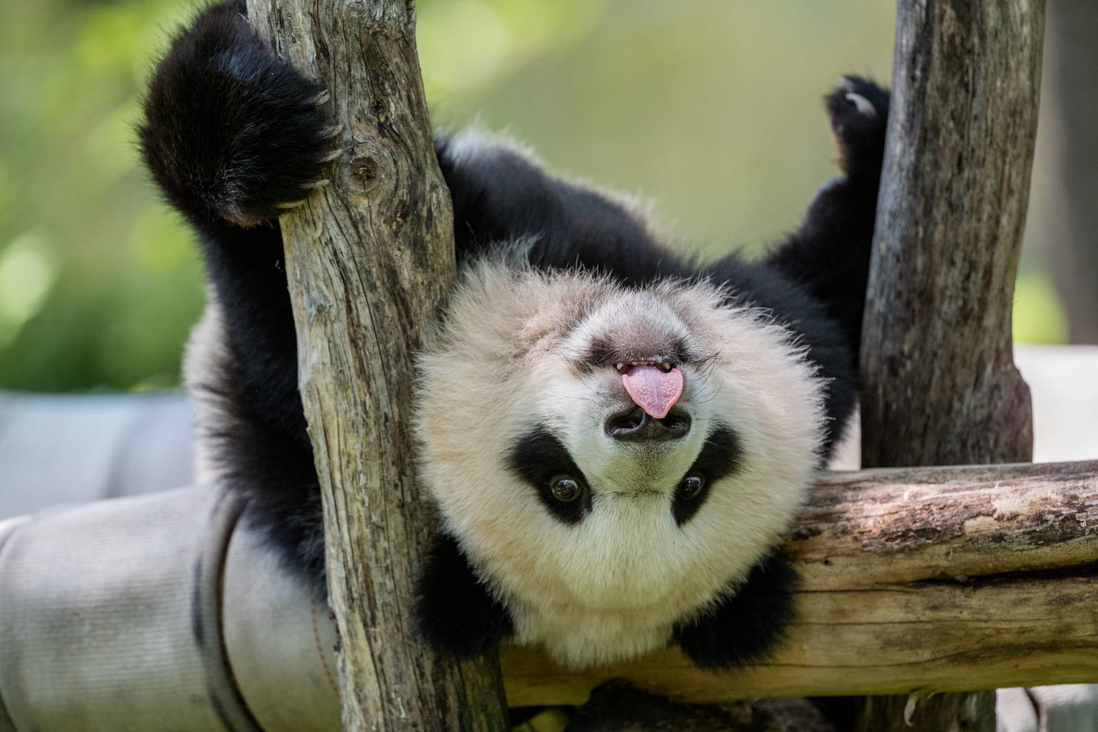 Xiao Qi Ji hamming it up for the camera on Friday. (angela n./Flickr)