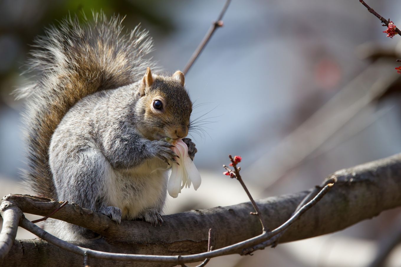 A squirrel eats a star magnolia flower in Washington. (Alex Huie/Flickr)