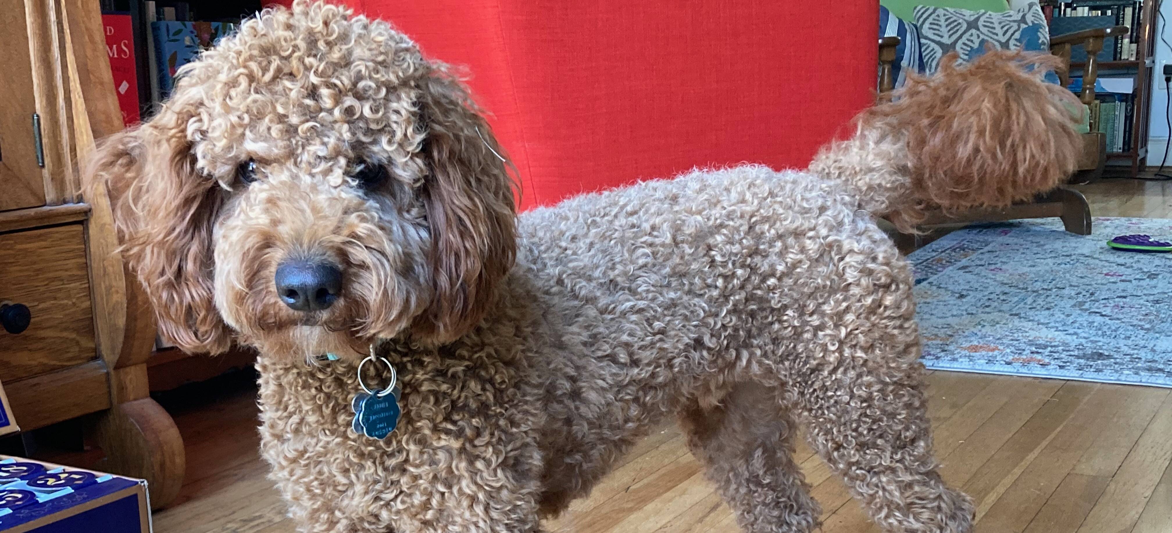 Fauci, who lives with Book World editor Nora Krug, did not participate in the new craze for literary pet names. (Nora Krug/The Washington Post)