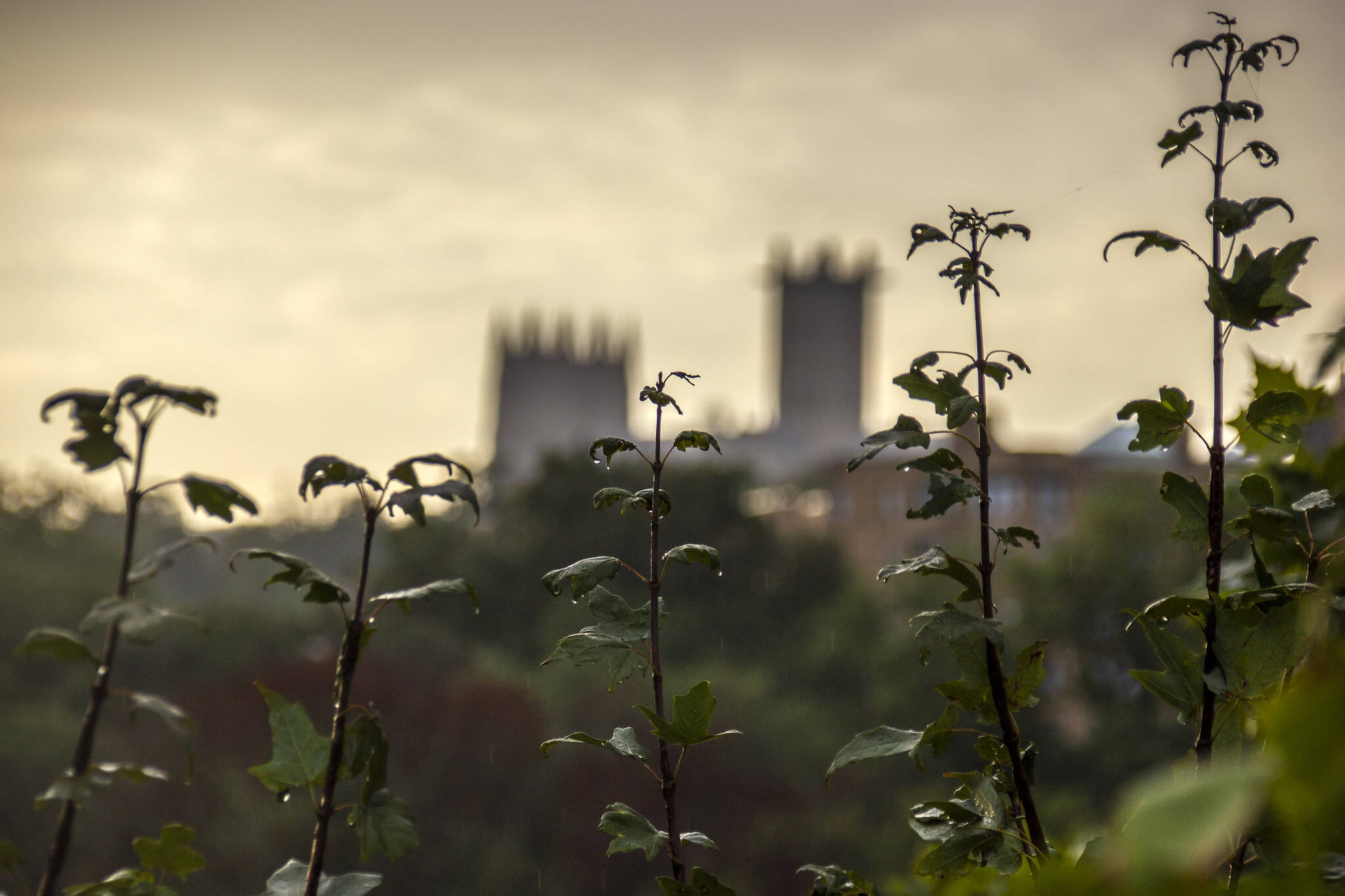 Washington National Cathedral in the distance, from the Taft Bridge on Wednesday. (Diane Krauthamer/Flickr)