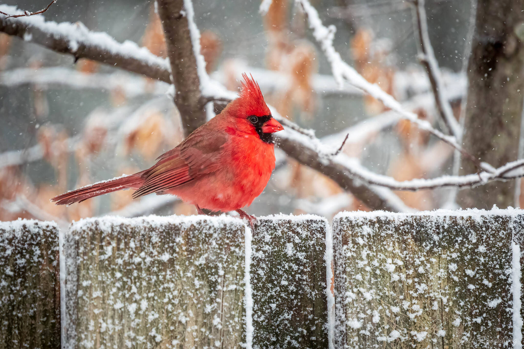 A cardinal in the March snow yesterday in Northern Virginia. (Jeff Rosenberg/Flickr/Jeff Rosenberg)