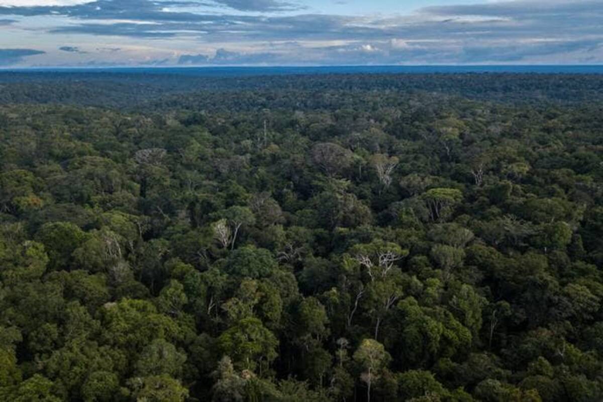 The Amazon rainforest. (Dado Galdieri/Bloomberg News)