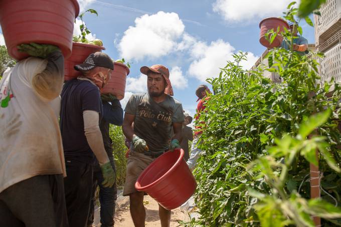 Farmworkers in Immokalee, Fla., continue laboring in close quarters. They cannot afford to get sick by going to work, and they cannot afford to lose their jobs by not working. (Coalition of Immokalee Workers)