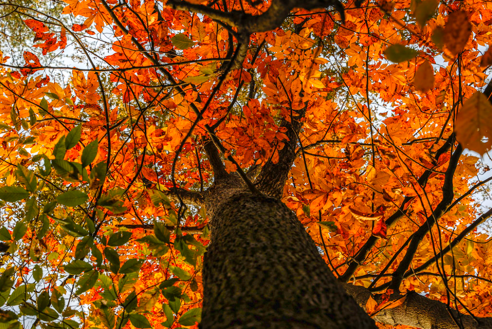 Autumn in Lake Mercer Park on Saturday near Springfield, Va.