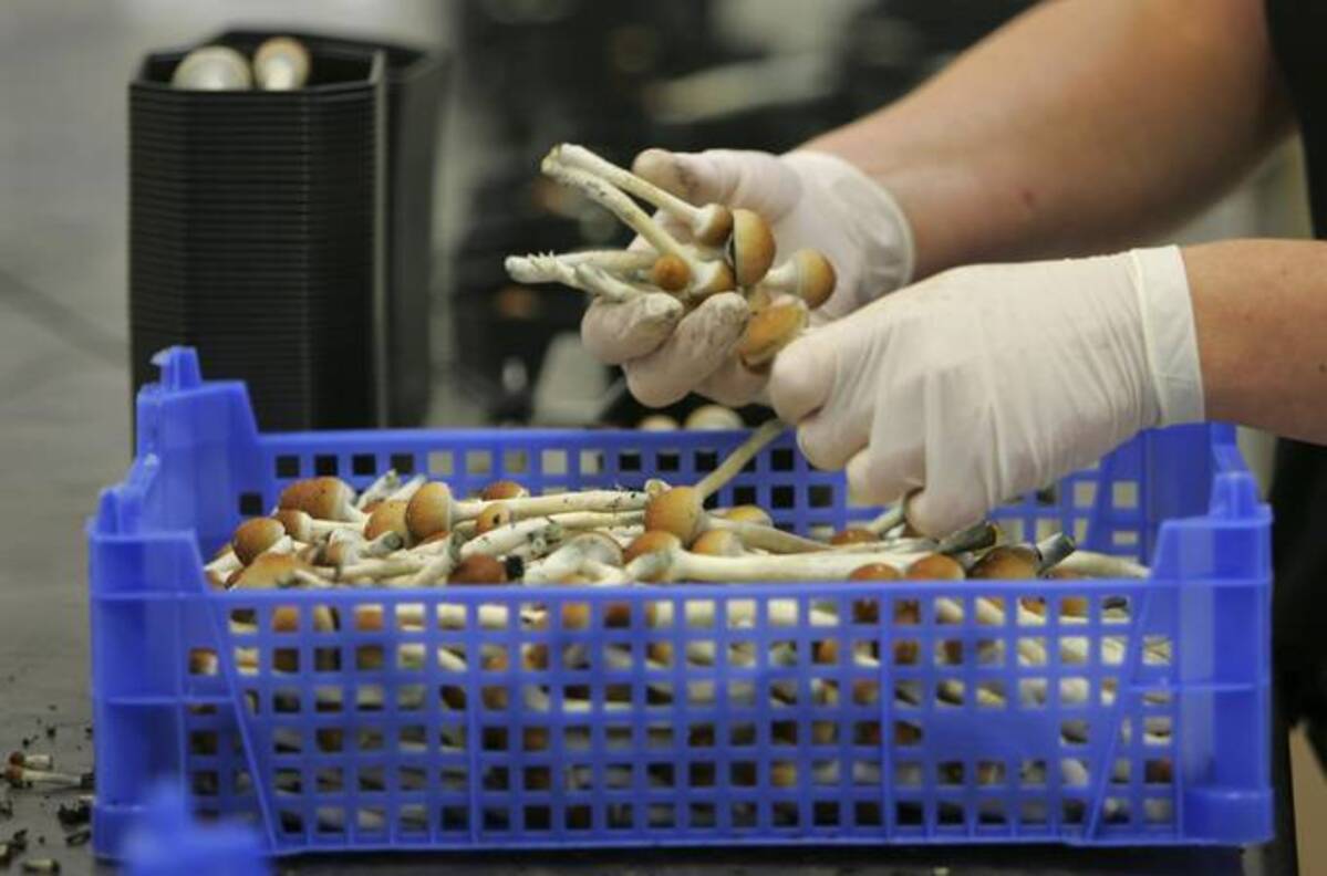 Magic mushrooms are being weighed and packaged at the Procare farm in Hazerswoude, central Netherlands, in 2007. (Peter Dejong/AP)